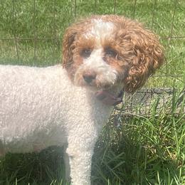 Jordy - Goldendoodle