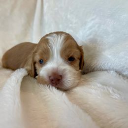 Cocker Spaniel Puppies from Jennifer Dees