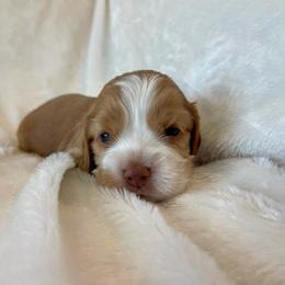 Cocker Spaniel Puppies from Jennifer Dees