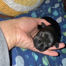 Male two black silver - Black and silver male Miniature Schnauzer puppy in Kansas City, Kansas from Liliana's Mini Schnauzers