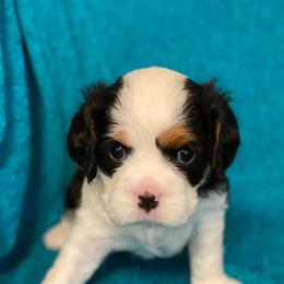 Cavalier King Charles Spaniels from Meyer's Cavalier