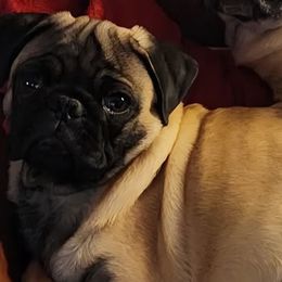 Pugs from Stubbys pugs