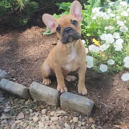 Pork Chop - Fawn and white male French Bulldog puppy in Leola, Pennsylvania from Edna's Homegrown Frenchies