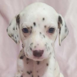 Vulpix (Light pink collar) - White and liver brown female Dalmatian puppy in Raymondville, Missouri from Wagner's Dalmatian's