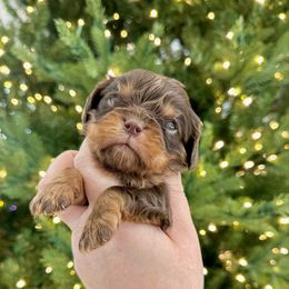 LOU WHO - Chocolate male Cavalier King Charles Spaniel puppy in Jackson, Ohio from The Cavaliers at EAP Acres
