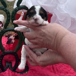 Heaven - Tri-color female Cavapoo puppy in Mount Vernon, Texas from S and J Cavapoos