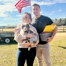 Beth - Blue merle female Australian Shepherd puppy in Red Springs, North Carolina from Julia Rose Ranch