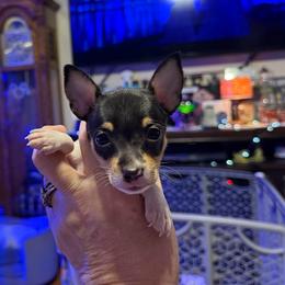 Pup B - White black and tan male Toy Fox Terrier puppy in Clermont, Florida from Debbie Hiles's Toy Fox Terriers