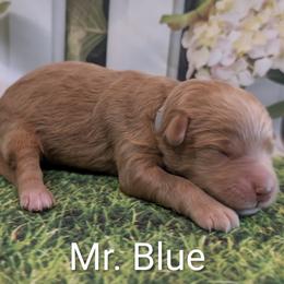Mr Blue - Apricot male Goldendoodle puppy in Lebanon, Pennsylvania from Robertson's Retrievers and Doodles