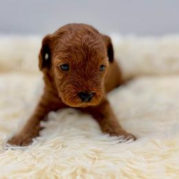 Biscuit - Apricot male Cavapoo puppy in La Vernia, Texas from Texas Teddy Bears