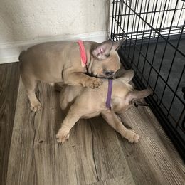 French Bulldog Puppies from DDV French Bulldogs