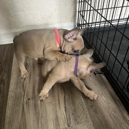 French Bulldog Puppies from DDV French Bulldogs