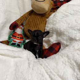 Anna Belle - Black and white female Chihuahua puppy in Amity, Pennsylvania from Rhoda and Verna