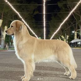 Golden Retrievers from Arkadia