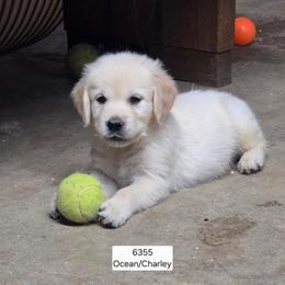 Ocean girl 2 - Light golden female Golden Retriever puppy in Niles, Michigan from Christiana Creek Goldens