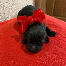 Scarlet - Black female Cockapoo puppy in Brookings, South Dakota from Hofer Pups
