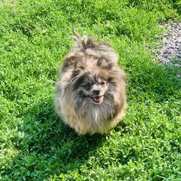 Pixel - Pomeranian