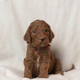 Goldendoodle and Poodle Puppies from Desert Born Kennel