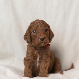 Goldendoodle and Poodle Puppies from Desert Born Kennel