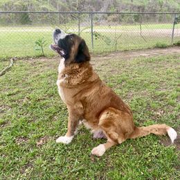 Freya - Saint Bernard