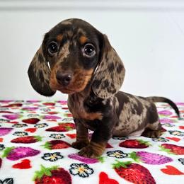 Chocolate and tan dapple male - Dapple male Dachshund puppy in Belle Rive, Illinois from Akin's Miniature Dachshunds, LLC