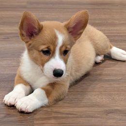 Butterfinger - Sable male American Corgi puppy in Clarksville, Tennessee from Cold Creek Family Farm LLC