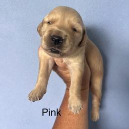 Pink - Golden female Golden Retriever puppy in Jesup, Georgia from Painted Platinum Retrievers (Painted Platinum Kennel) PPK