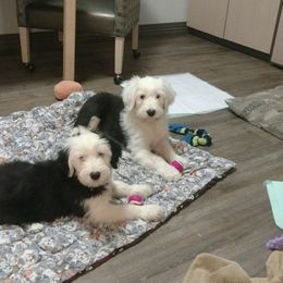 Old English Sheepdog Puppies from Heavinly Blessings Farm Pups - Old English Sheepdog Puppies