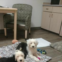 Old English Sheepdog Puppies from Heavinly Blessings Farm Pups - Old English Sheepdog Puppies