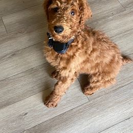 Goldendoodle and Poodle Puppies from Brown’s Poodles & Doodles