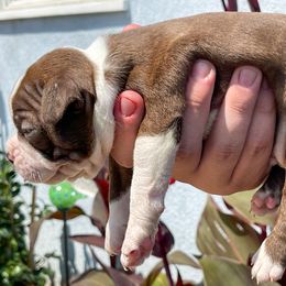 Boston Terrier and Rottweiler Puppies from Ronnie Dreher's Boston Terriers