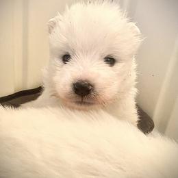 Samoyed Puppies from Hursley Manor Samoyeds