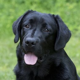 Dembe - Labrador Retriever