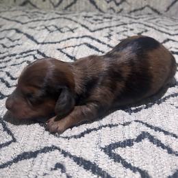Letta - Dapple female Dachshund puppy in Humphreys, Missouri from Foster’s Dachshunds