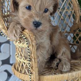 Sage - Red male Havapoo puppy in Burlington, Iowa from River View Puppies