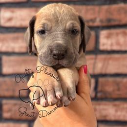 Dahlia - Blue female Great Dane puppy in Norton, Ohio from Guilty Pleasure Great Danes & Frenchies