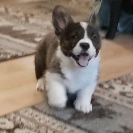 Toad - Brindle and white male Cardigan Welsh Corgi puppy in Myton, Utah from Cardigan Corgi Cuties 💓