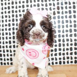 Remy - Brown and white female Cockapoo puppy in Rattan, Oklahoma from Double M Cocker Spaniels