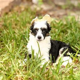 Saki - Black and white Chinese Crested puppy in Venice, Florida from Crowned Chinese Cresteds