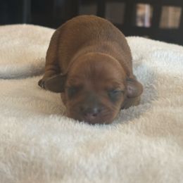 Nyla - Red female Dachshund puppy in Colonial Heights, Virginia from Mimi’s Doxies