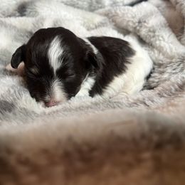 Ash - Chocolate male Havanese puppy in Starr, South Carolina from Home with Havanese