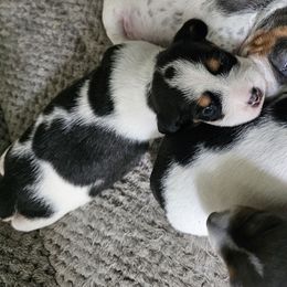 Boy 1 - Piebald male Dachshund puppy in Marengo, Indiana from Norman's Mini Doxies