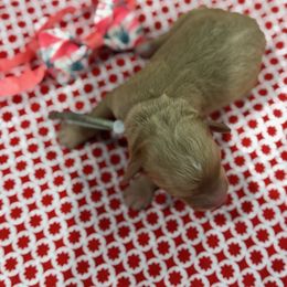 Pooh Bear - Red  male Goldendoodle puppy in Camden, North Carolina from Oopsie Doodles of NC