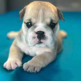 Coda - Fawn and white male Bulldog puppy in Lutz, Florida from Romanov’s  Bulldogs