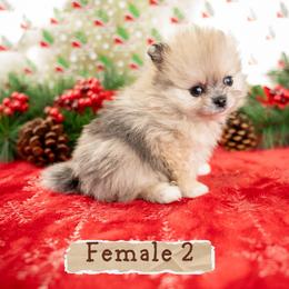 Gemma - Orange sable female Pomeranian puppy in Erda, Utah from Danyells Designer Poms