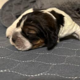 Lulu - Black white and tan female English Springer Spaniel puppy in Coeur D'alene, Idaho from Springer Hollow