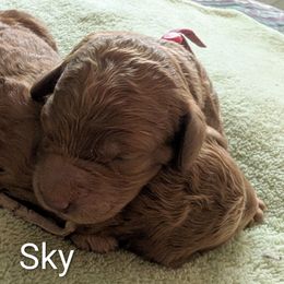 Sky (Hot Pink collar) - Red  female Goldendoodle puppy in Citrus Heights, California from Grandpaw's Golden Doodles