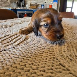 Wario - Sable male Dachshund puppy in Oklahoma from Wilkinson’s Waggish Weiner Dogs