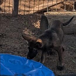 Odom's Middle of June - Sable female German Shepherd puppy in Springtown, Texas from Odom's German Shepherds