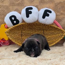 Pink Collar girl - Brindle female French Bulldog puppy in Polk City, Florida from Best Friend Frenchies, LLC